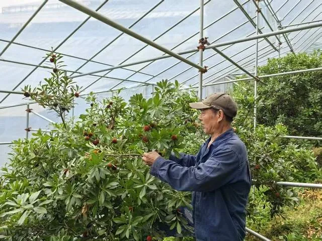小杨梅撬动大产业!浙江兰溪发挥国企担当带动果农致富