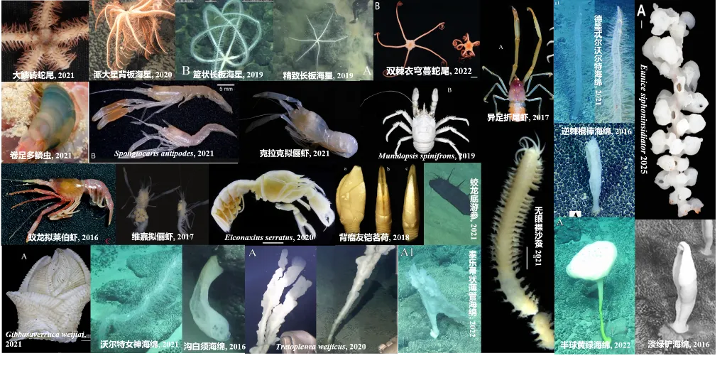 我国发布全球首个深海海山数字化智能系统