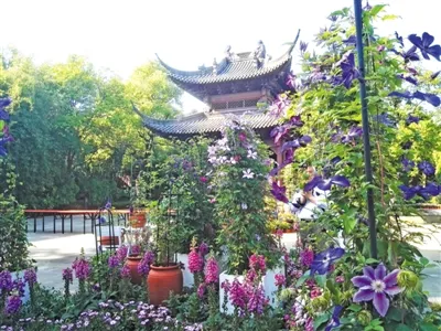 亦花亦药铁线莲