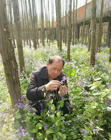 诸葛树华:让更多人了解诸葛菜的“无穷奥妙”