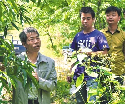 踏遍青山人未老