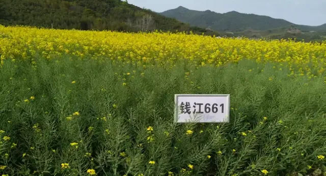 早熟油菜新品种“钱江661”通过登记