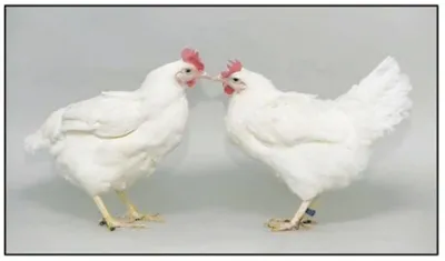 生物工程突破——基因编辑让鸡获得禽流感抗性