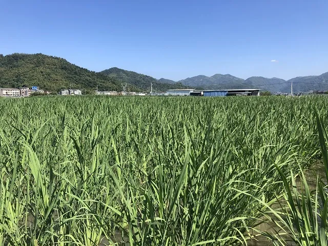 直接生吃，脆脆甜甜！像水果的茭白这样种出来