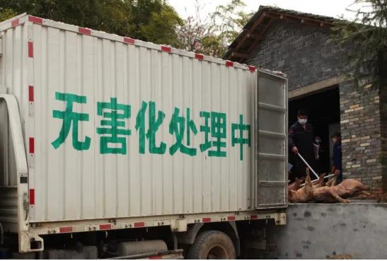 生猪保险无害化处理助力建设美丽乡村